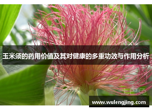 玉米须的药用价值及其对健康的多重功效与作用分析