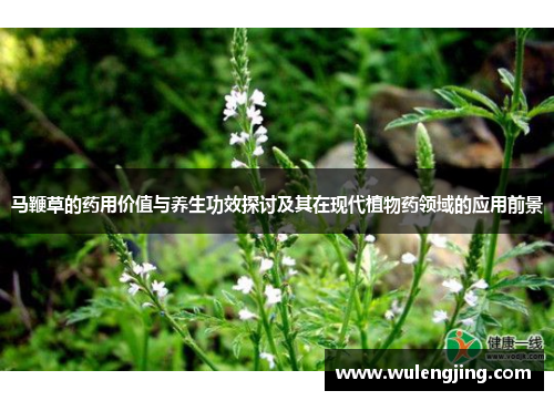 马鞭草的药用价值与养生功效探讨及其在现代植物药领域的应用前景